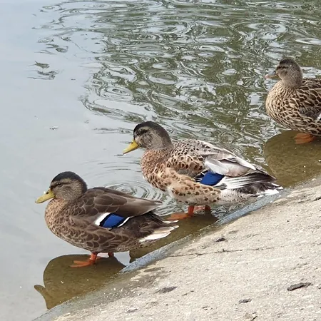 Privee Dans Petite Maison Typique Монтивилье